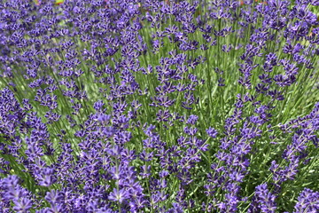 Fototapeta premium blooming lavender in the garden on a clear sunny day