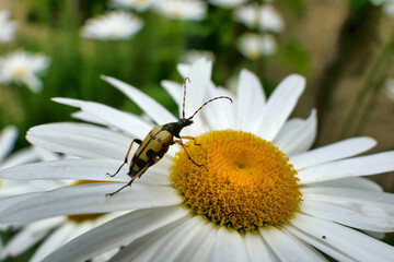 Black and Yellow Longhorn Beetle (Rutpela maculata) feeding on the pollen of a Leucanthemum
