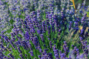 Obraz premium Blooming lavender plantation in summer