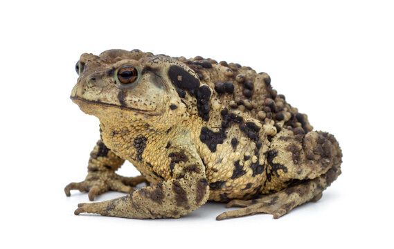 Toad Isolated on White Background close up