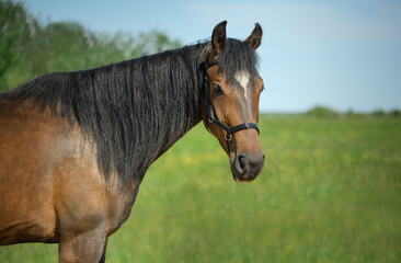 Horse with its long black mane and black leather bridle is standing in the field and looking at a camera.