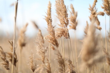 flowering lush spikelets develop in the wind in the field