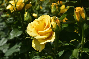 yellow roses in garden on a sunny day