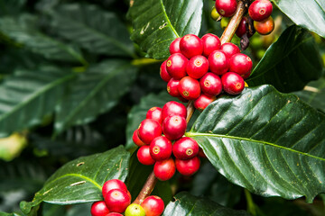 coffee tree with coffee bean on cafe plantation. Yunlin, Taiwan.