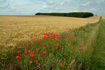 rheinhessische sommerlandschaft