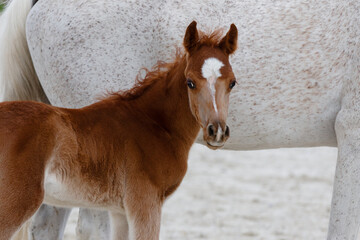 Horse mare and young pretty arabian foal on summer background, portrait closeup