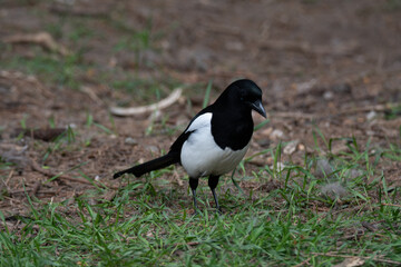 Eurasian magpie (Pica pica) standing on dirt and grass right side looking down - 444456117