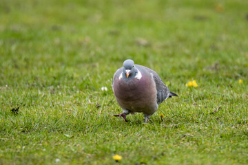 front of Common Wood Pigeon (Columba palumbus) walking low on green grass - 444456120
