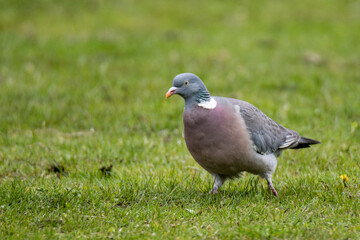 Left side of  Common Wood Pigeon (Columba palumbus) walking on green grass - 444456128