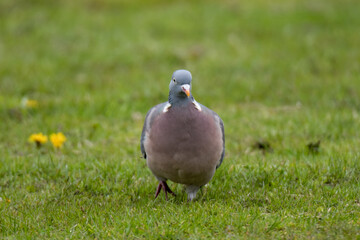 Front of  Common Wood Pigeon (Columba palumbus) walking on green grass - 444456131