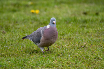 Right side of  Common Wood Pigeon (Columba palumbus) walking on green grass - 444456139