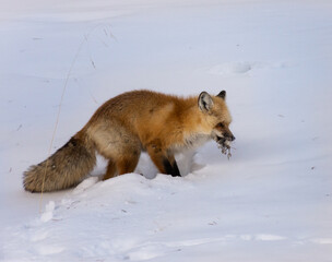 Red Fox With Catch On Winter Day In Lamar Valley