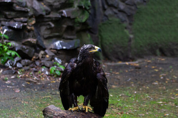 The steppe eagle sits on a stone against the backdrop of rocks. A large bird of prey of black and brown color with a yellow beak and legs from the eagle family.