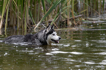 A dog of the Siberian Husky breed swims or stands in the water in a lake, a swamp, a pond or a river with green water on a blurred background of water grass. Lost or escaped pedigree dog.