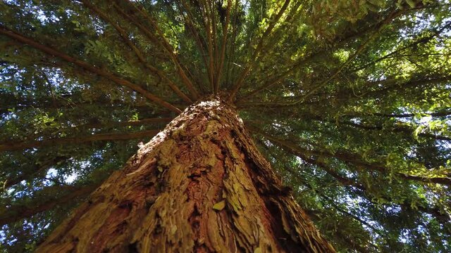 Big sequoia tree. Ground view from a sequoia. Tree rotation. 