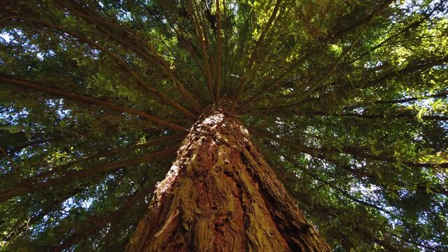 Big sequoia tree. Ground view from a sequoia. Tree rotation. 