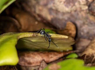 macro shooting of African black ants on green foliage 