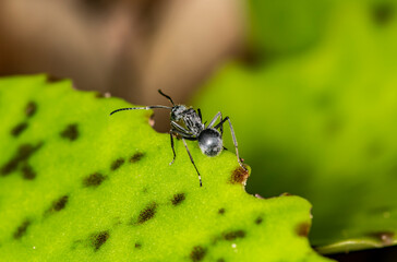 macro shooting of African black ants on green foliage 