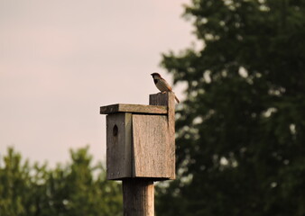 House sparrow perched on bird house