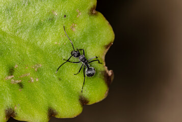 macro shooting of African black ants on green foliage 