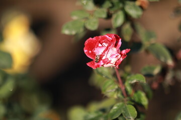 Obraz premium a beautiful rose blooms in our garden