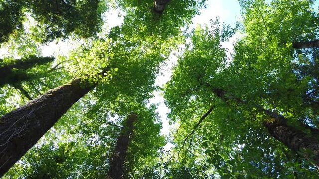 Amazing trees in a forest. Low angle view from trees. Tree rotation