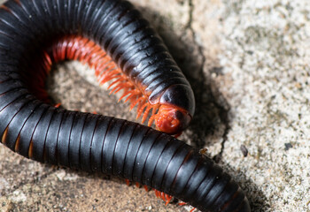 close-up filming of African insects in vivo 