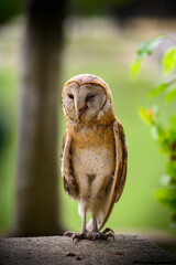 A closeup portrait of a white-faced scops owl as it stands on a rock facing forward looking at the camera