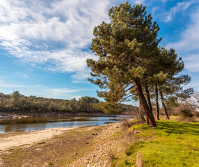 Landscape of a river with a pine on the shore. Cloudy sky. River beach.