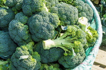 The farmer harvesting the green cauliflower in the field, Taiwan.