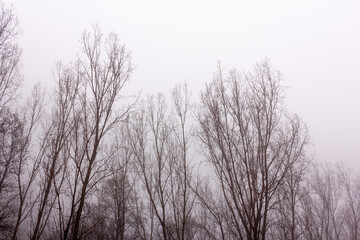 Poplar canopies without leaves in winter on a foggy day. Selective focus. Mysterious trees.
