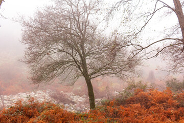 Magical and mysterious forest. Leafless oak in winter on a foggy day among orange ferns and river stones. Selective focus.