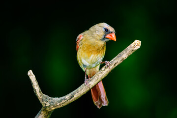 _DSC8598_HR-Northern Cardinal