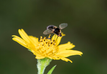 close-up filming of African insects in vivo 