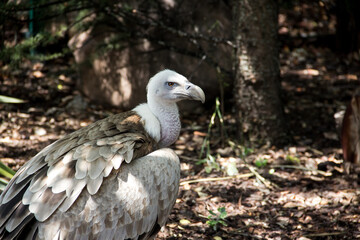 Griffon vulture with large white feathers and beak.