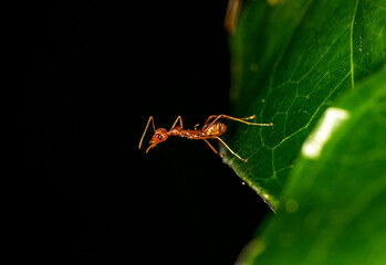 ginger african ants go about their daily activities on a green leaf 