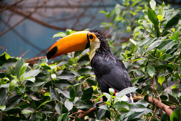 Funny toucan wet from tropical rain.