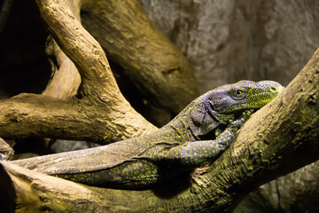 Green lizard resting on tree trunks.