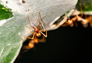 ginger african ants go about their daily activities on a green leaf 