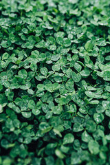Background of green clover leaves with water drops, top view