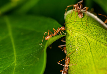ginger african ants go about their daily activities on a green leaf 