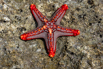macro shooting of marine life at low tide on a coral reef  © константин константи