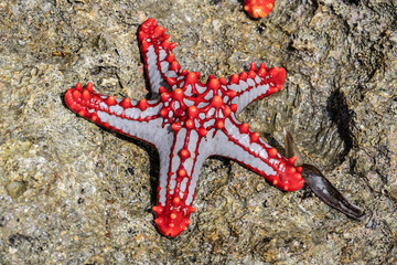 macro shooting of marine life at low tide on a coral reef  © константин константи