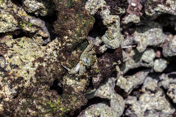 macro shooting of marine life at low tide on a coral reef 