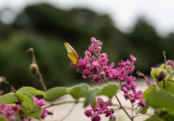 beautiful african butterfly on a flower collects nectar 