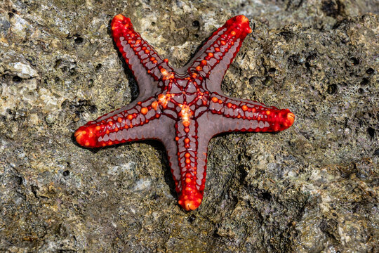 macro shooting of marine life at low tide on a coral reef 