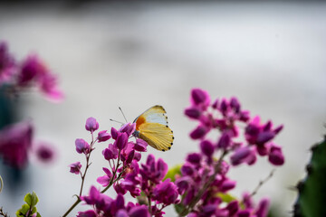 beautiful butterfly sat on a flower to collect nectar