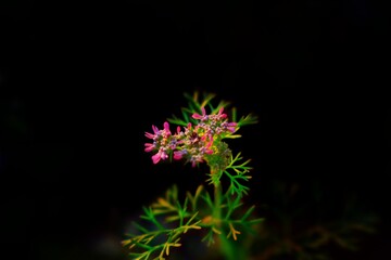 Coriander flower being glittered by direct warm sunlight while the background remains pretty dark.