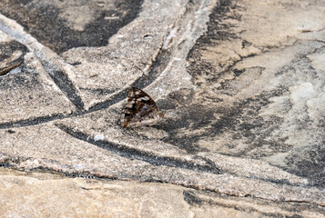 macro photography insects of the African forest 