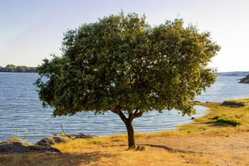 Tree on the shore of an inland lake.